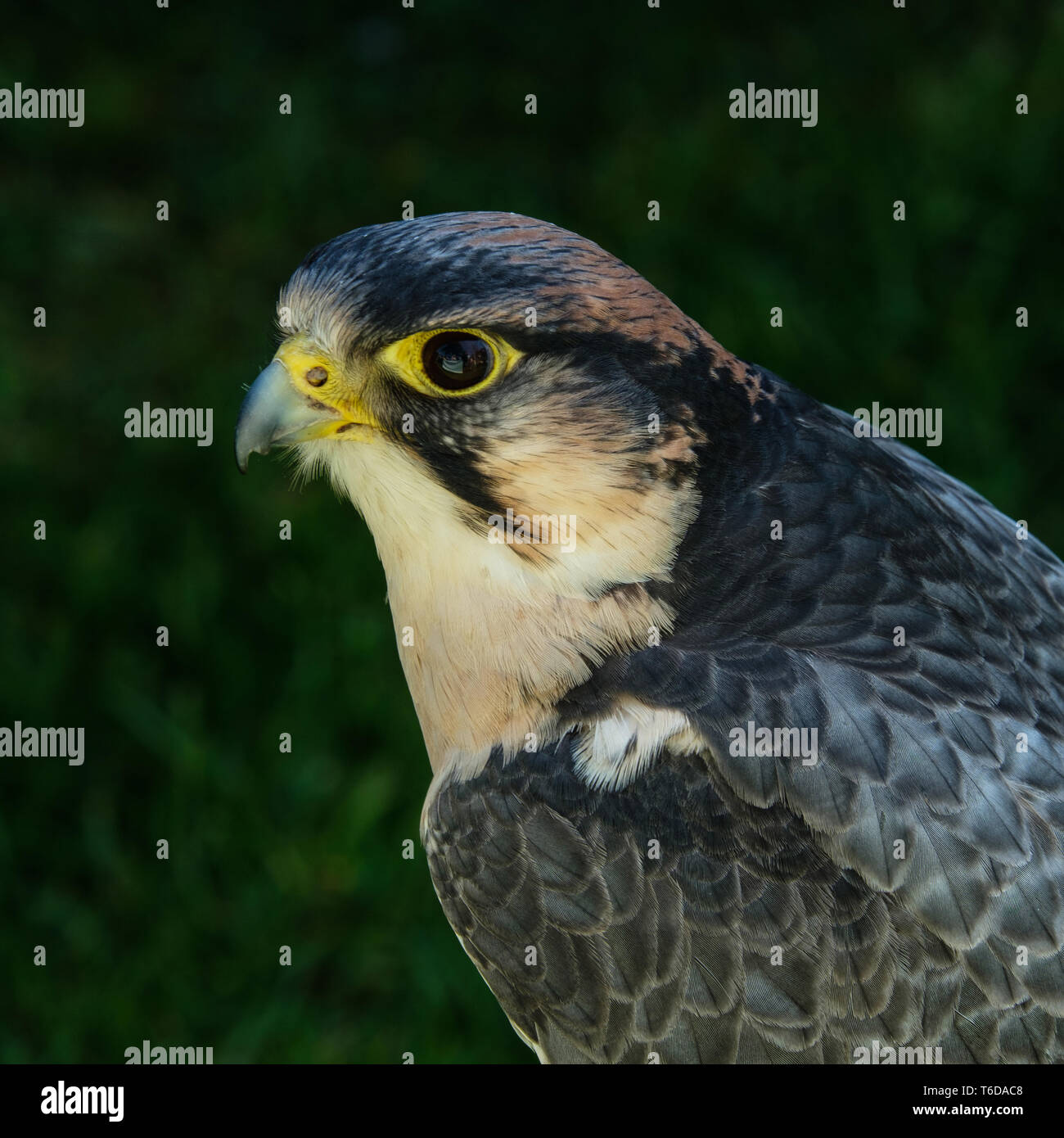 Portrait von Wanderfalken Falco peregrinus von in Gefangenschaft gehaltenen Vögeln quadratischen Format Stockfoto