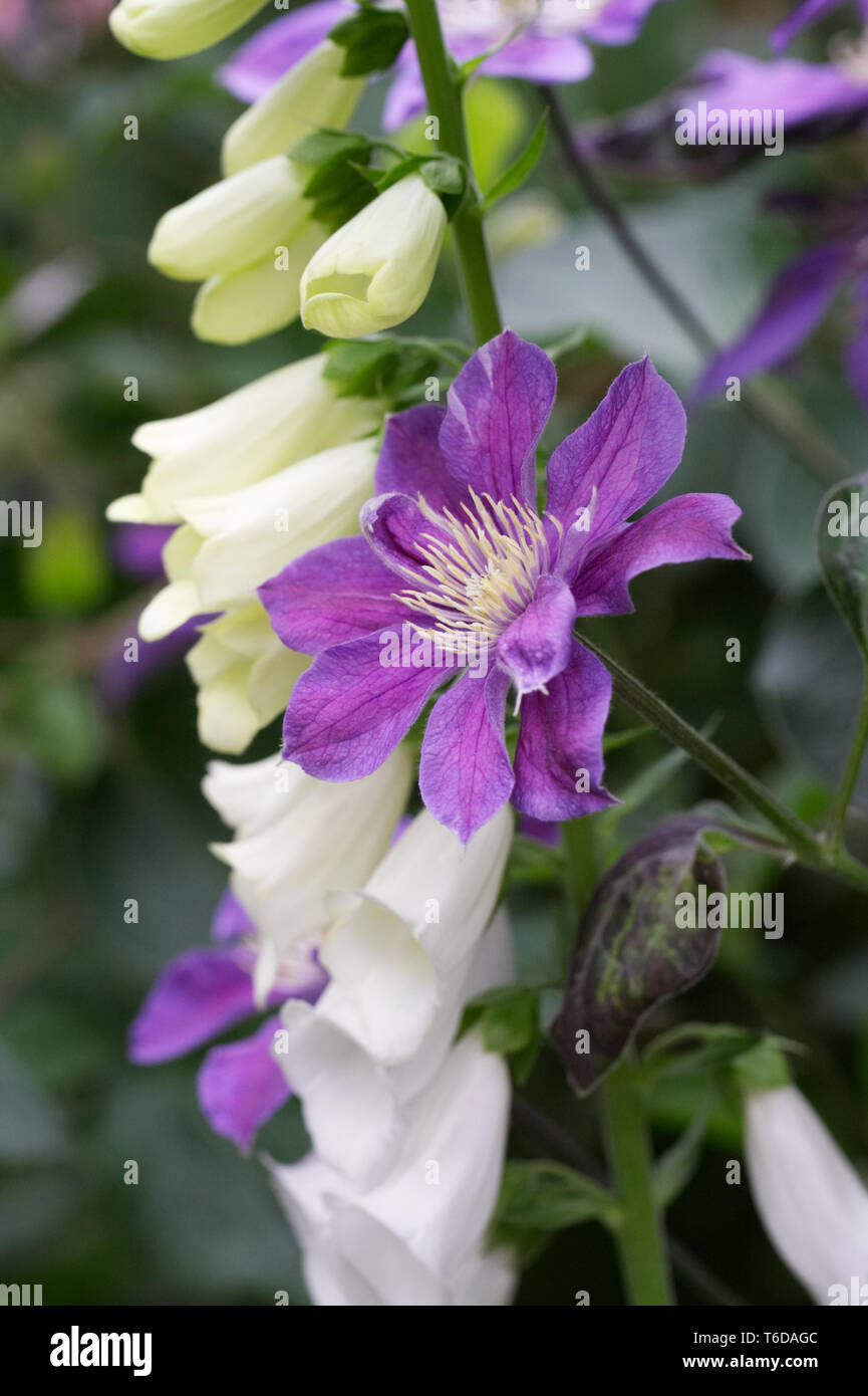 Weiß Fingerhut wachsen durch eine Violette Clematis. Stockfoto