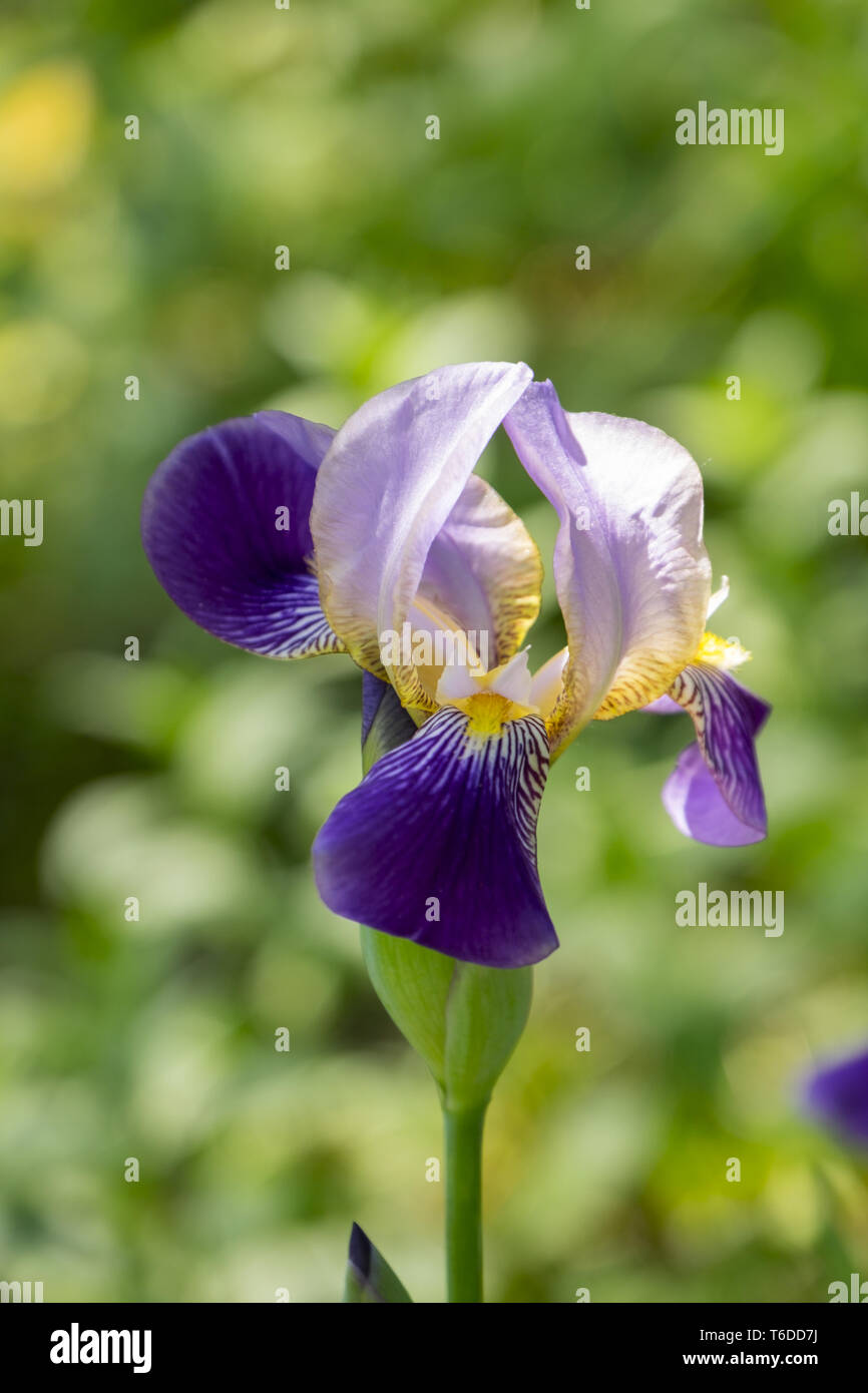 Deutsche Schwertlilie (Iris germanica) × Stockfoto