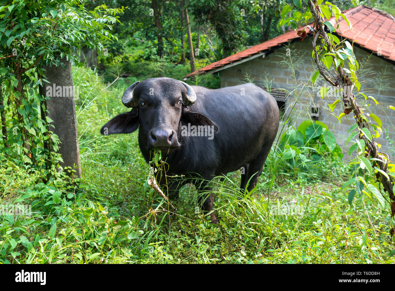 Wasserbüffel im südlichen Asien, Sri Lanka Stockfoto