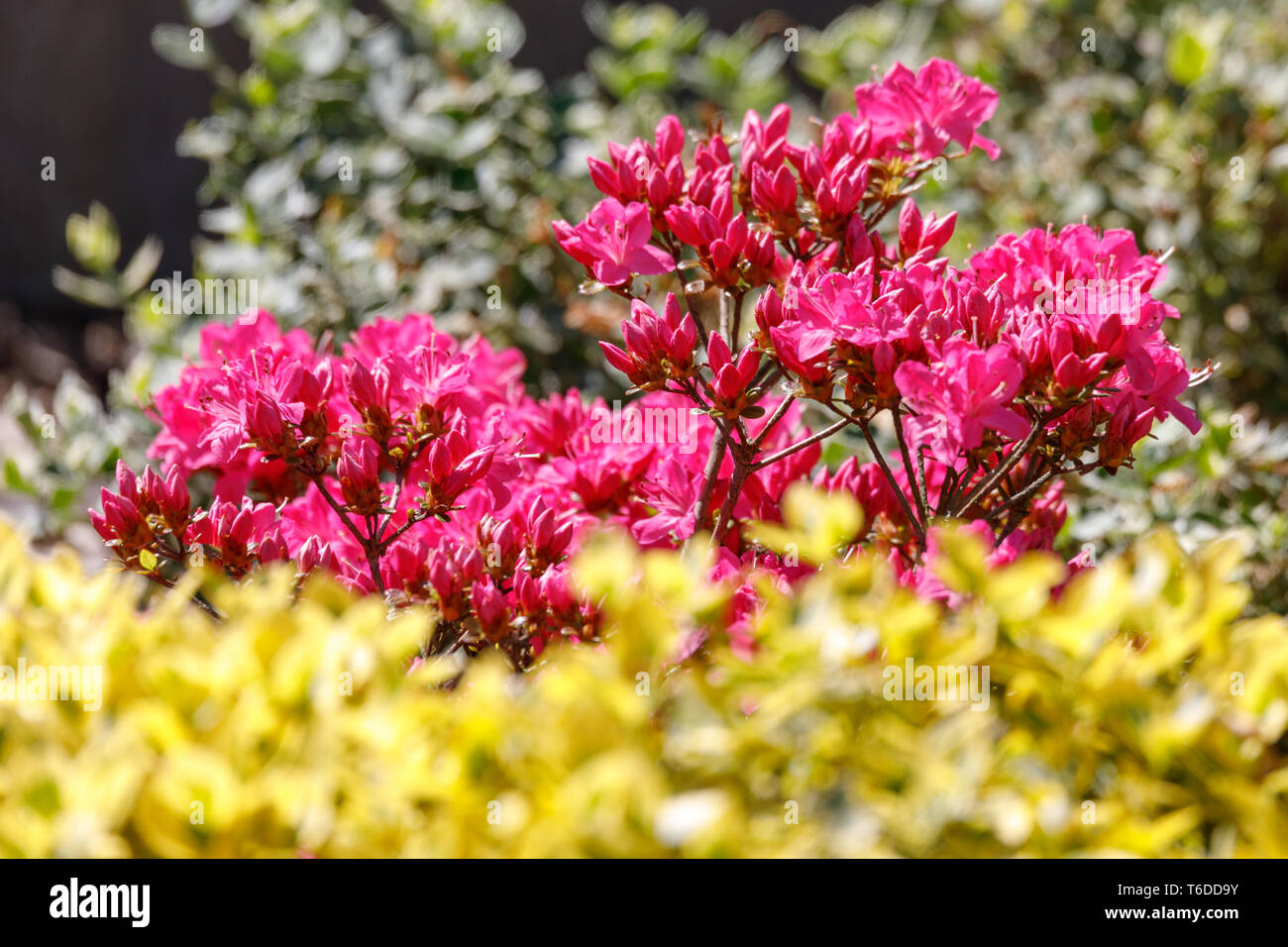 Rosa, roten Azaleen Blüte im Frühjahr Stockfoto