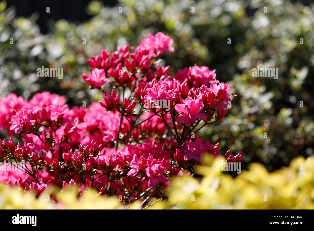 Rote azaleen im park Fotos und Bildmaterial in hoher Auflösung Alamy