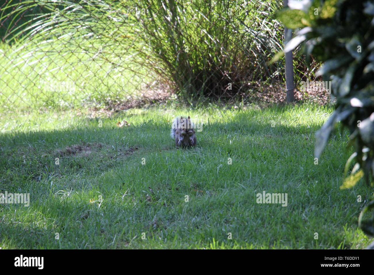 Niedliche Eichhörnchen mit Muttern Stockfoto