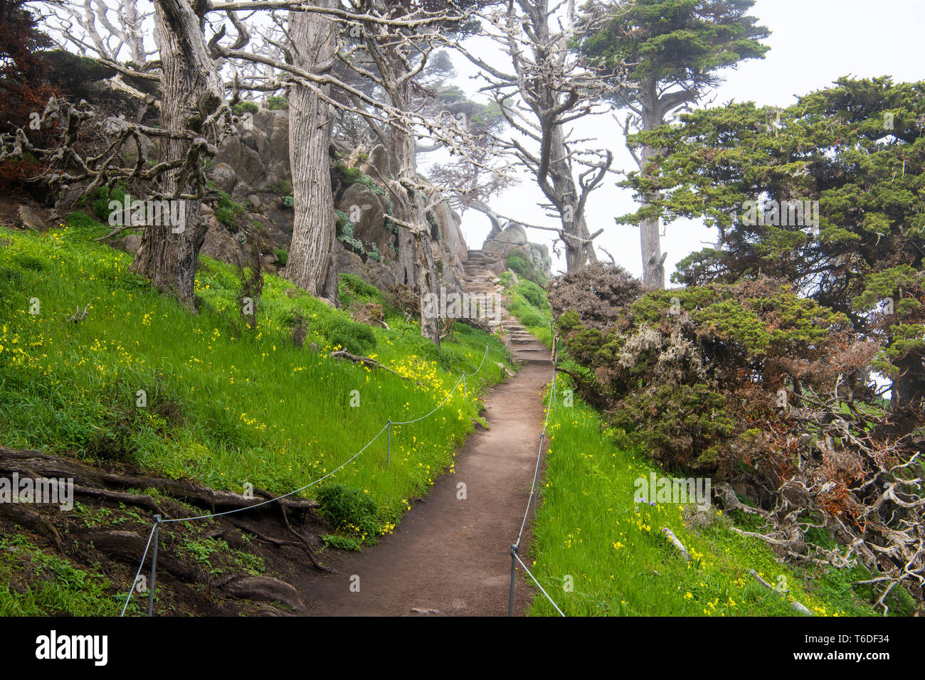 Ein Pfad führt durch einen grünen Wiese und Wildblumen, Schritte, dass Aufstieg durch eine misty Monterey Zypressen Wald und Granitfelsen Stockfoto