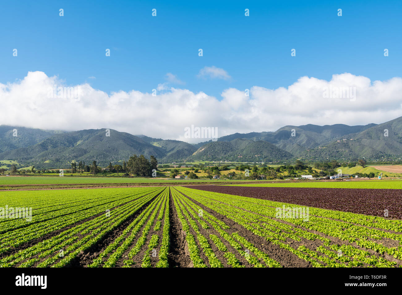 Landwirtschaftliche Szene von einem Bereich der roten und grünen Salat mit Zeilen, die Perspektive auf ein Gebirge in der Salinas Valley, Kalifornien Stockfoto