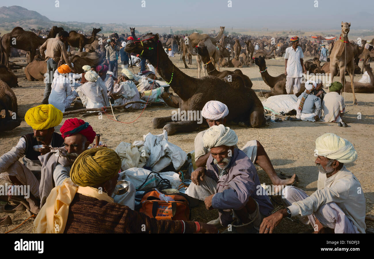 Traditionelle kamel Händler verhandeln den Kauf und Verkauf von Kamelen im Herzen der Wüste Thar in Pushkar, Rajasthan, Indien. Stockfoto