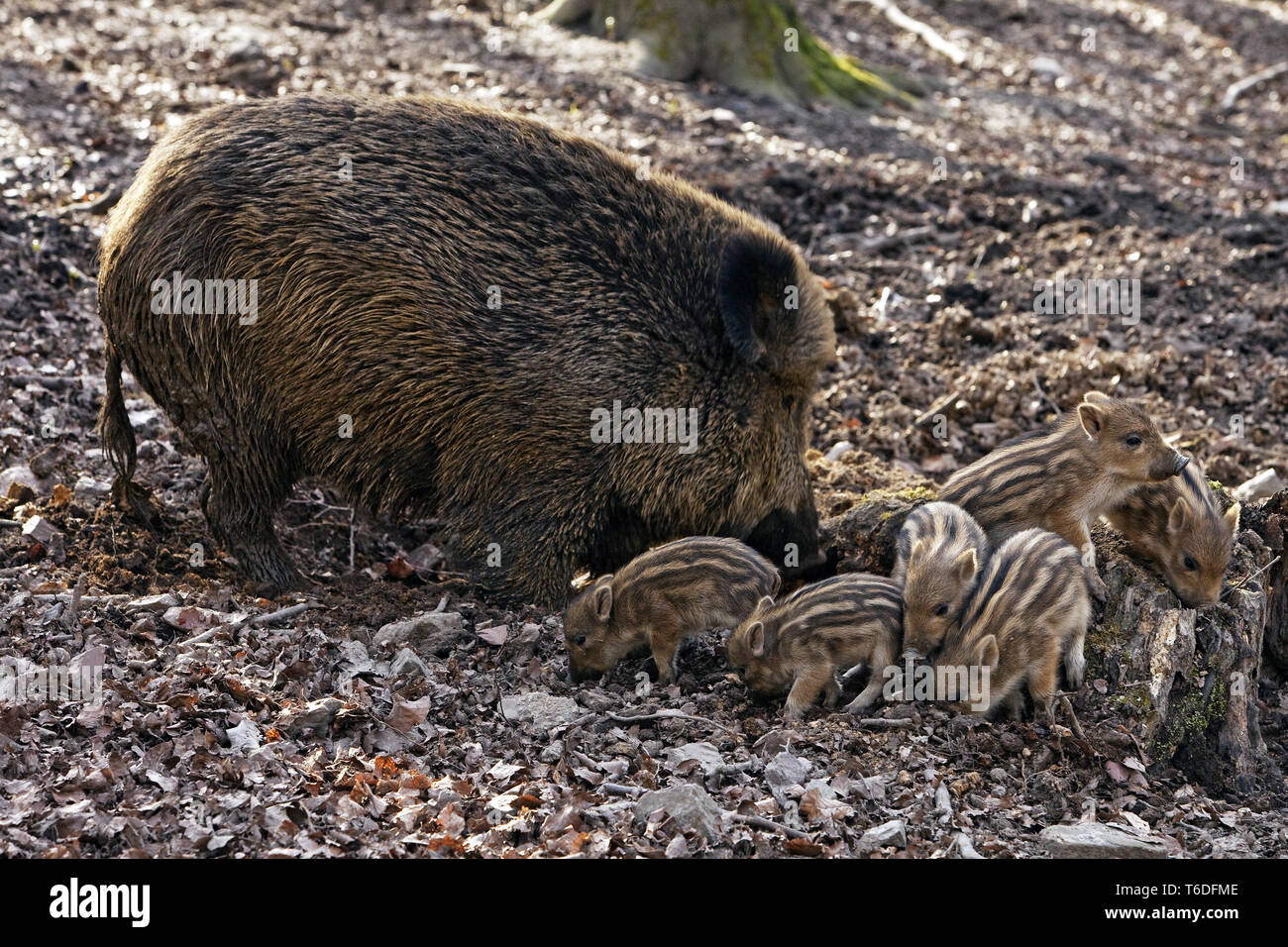 Wildschwein, Sus scrofa, Nationalpark Bayerischer Wald, Deutschland Stockfoto