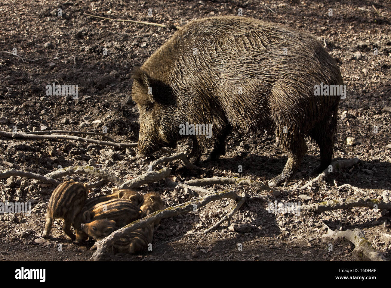 Wildschwein, Sus scrofa, Nationalpark Bayerischer Wald, Deutschland Stockfoto