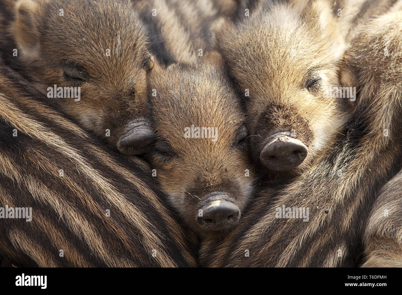 Wildschwein, shoats, Sus scrofa, Nationalpark Bayerischer Wald, Deutschland Stockfoto