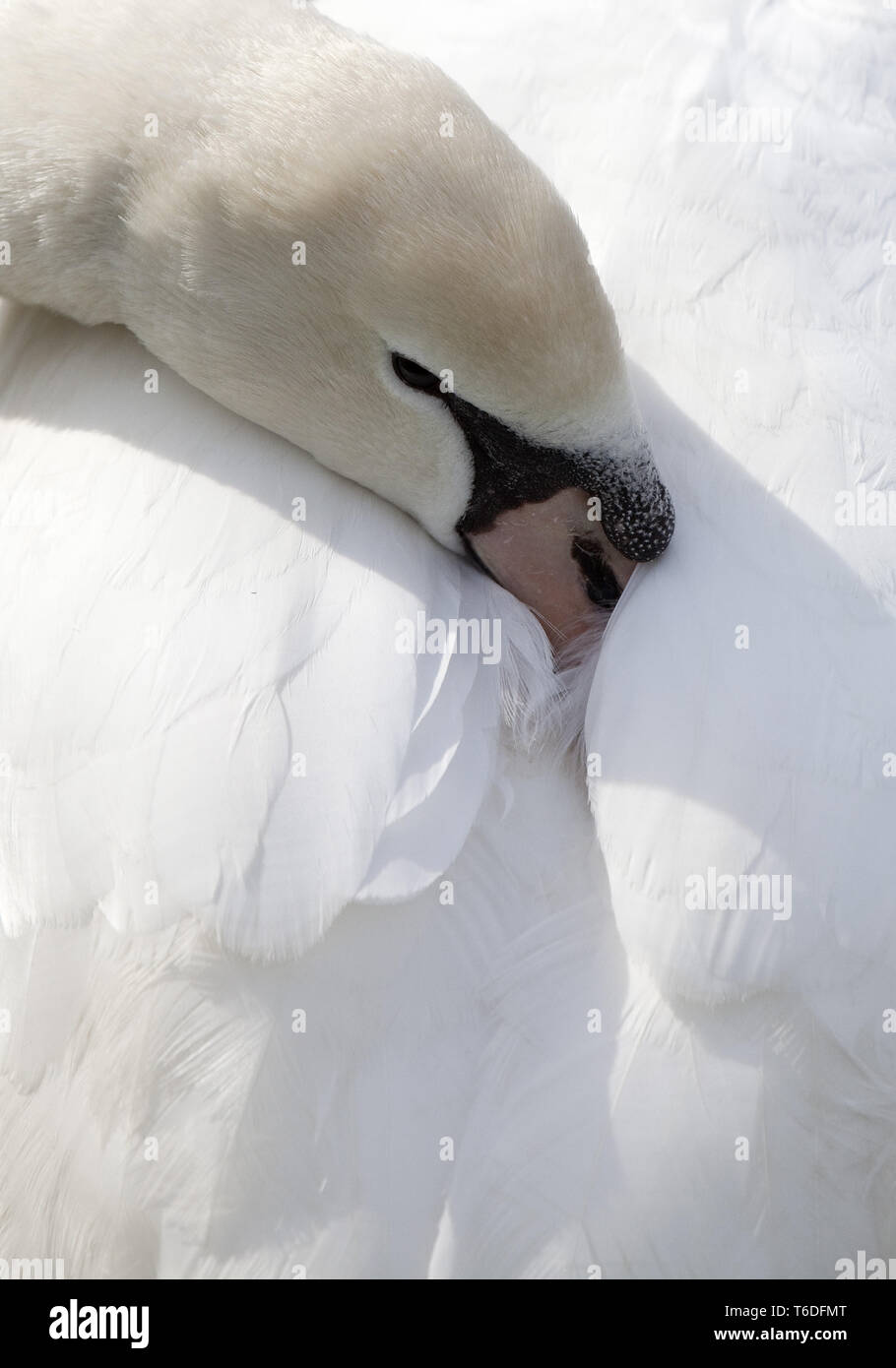 Mute swan oder White Swan Cygnus olor, Deutschland Stockfoto