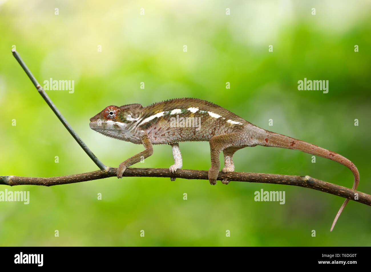 Schönen Panther chameleon, Madagaskar Stockfoto