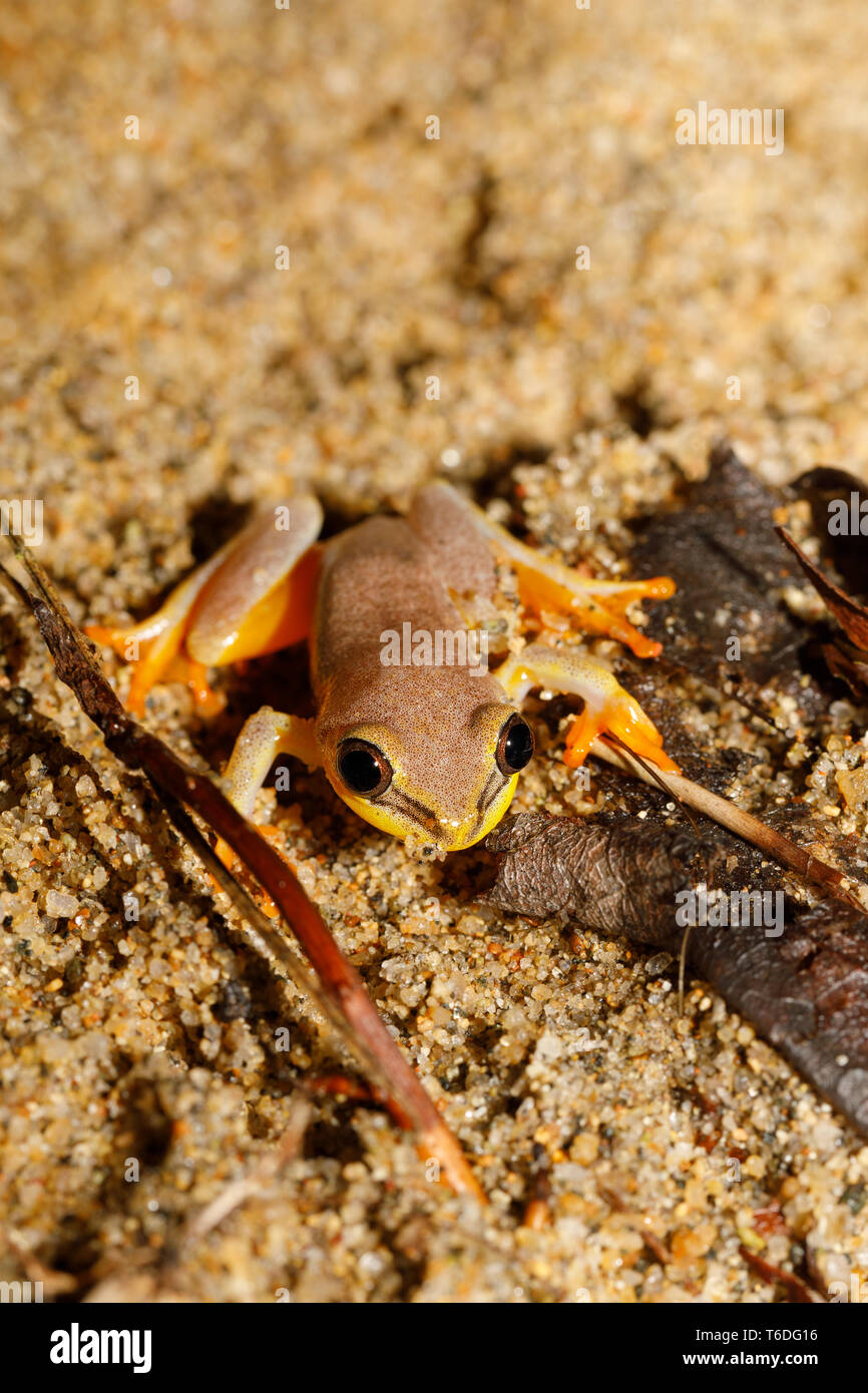 Schöne gelbe Laubfrosch, Madagaskar Stockfoto