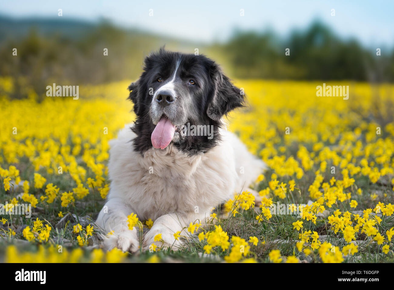 Landseer Hund reine Rasse Stockfoto