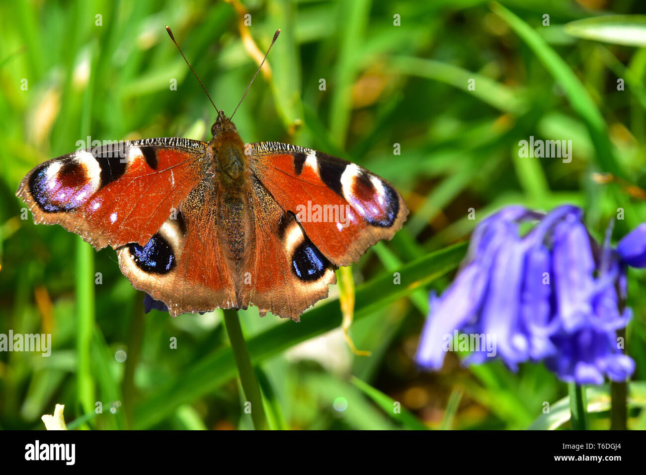 Tagpfauenauge, Bluebells, Hardcastle Crags, Hebden Bridge, südlichen Pennines, Calderdale, West Yorkshire Stockfoto