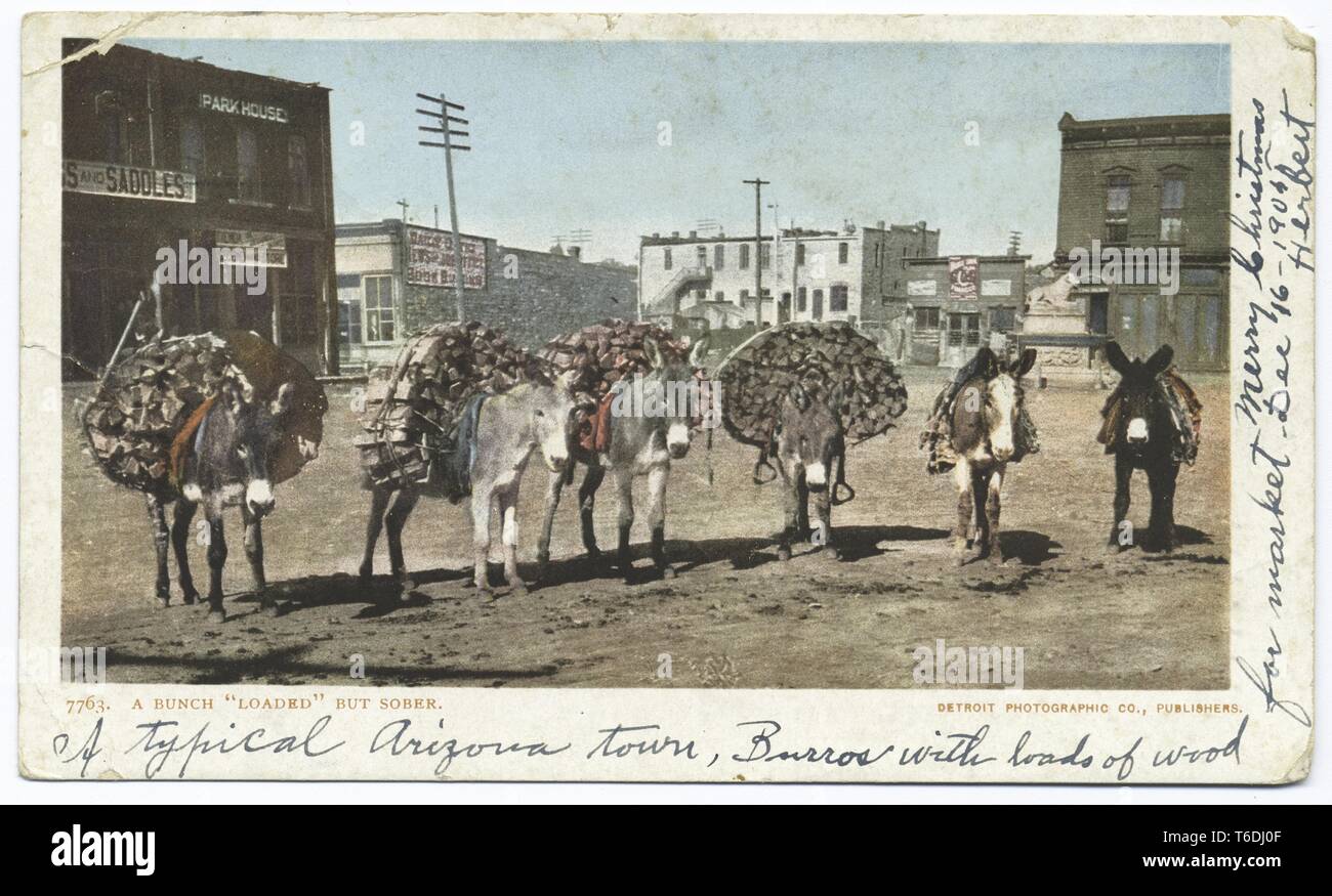 Postkarte von den Detroit fotografische Begleitung von eseln Brennholz, "ein Bündel 'Geladen' Aber nüchtern, "in ein Arizona Stadt, 1914. Von der New York Public Library. () Stockfoto