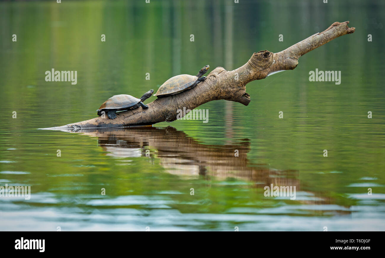 Zwei Amazon oder Charapa Fluss Schildkröten (Podocnemis unifilis) auf einem Zweig in Yasuni Nationalpark, Ecuador. In Venezuela, Kolumbien, Brasilien, Peru gefunden. Stockfoto