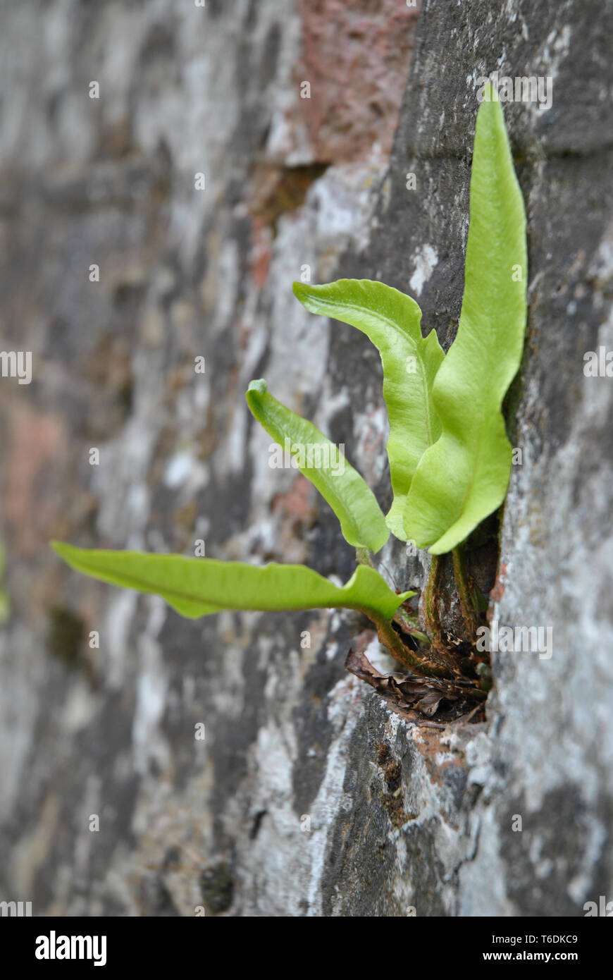 Nahaufnahme eines Farns, der in einer Wand wächst, Hartzunge (Asplenium scolopendrium) Stockfoto