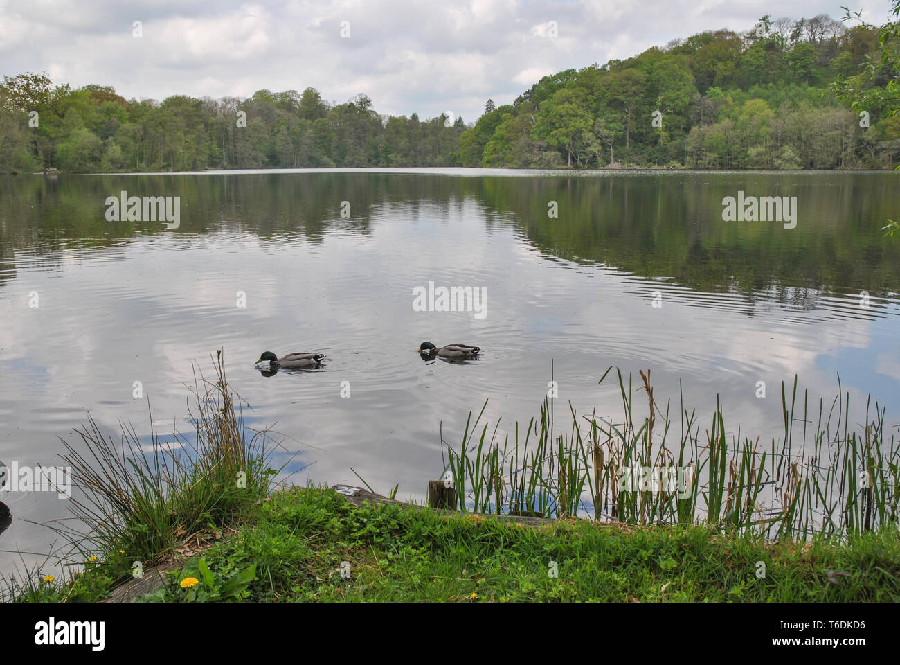 Eine Szene mit zwei Enten auf einem See Stockfoto