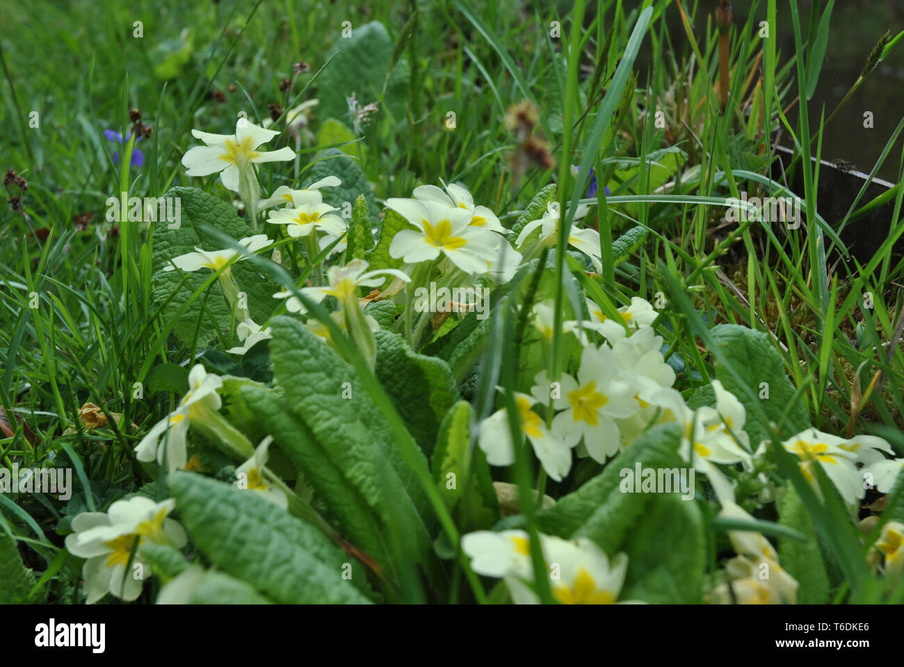 Eine Primel Anlage Stockfoto