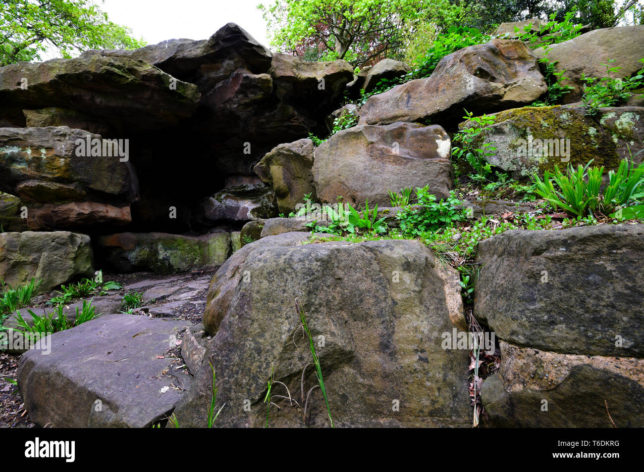 Grünen Wald Stockfoto