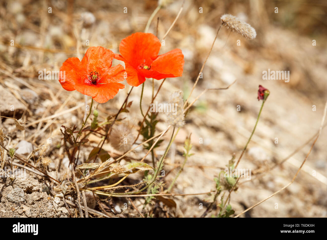 Zwei orangene rote Mohnblumen Mohnblüten im trockener Umgebung auf Rhodos Griechenland/zwei orange rote Mohnblüte in trockener Umgebung Rhodos Griechenland Stockfoto