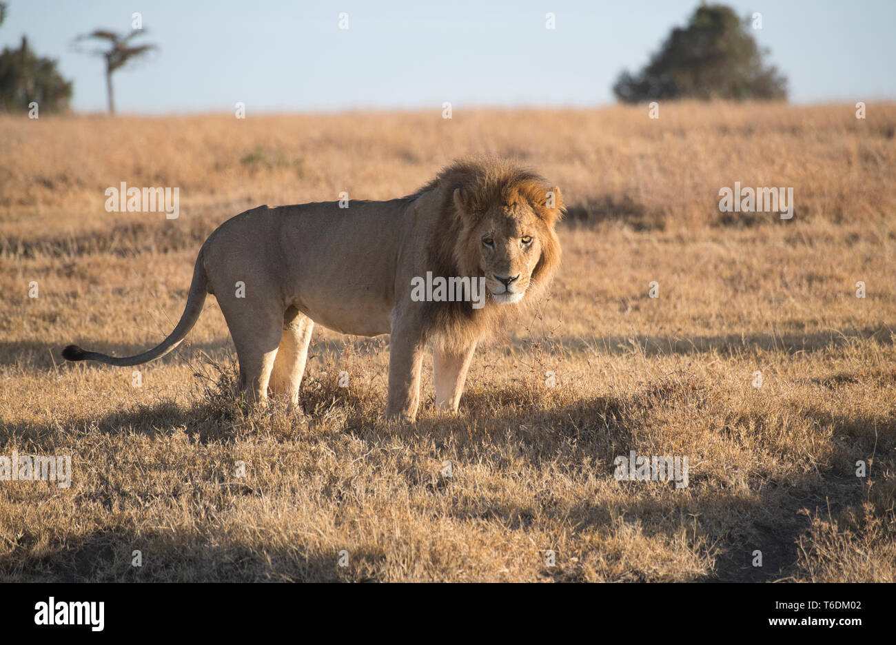 Löwe (Panthera leo) im frühen Morgenlicht fotografiert. Stockfoto