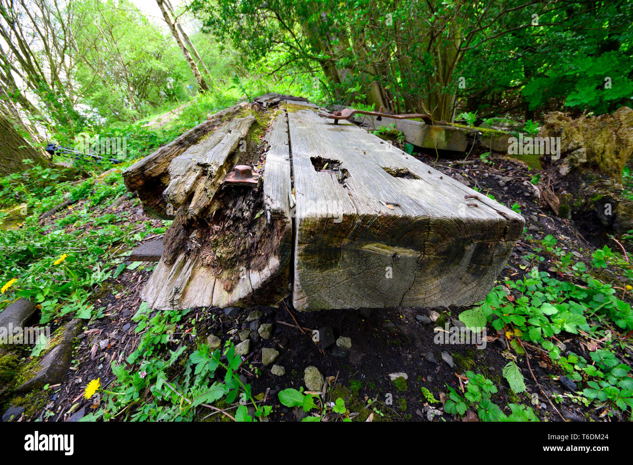 Grünen Wald Stockfoto