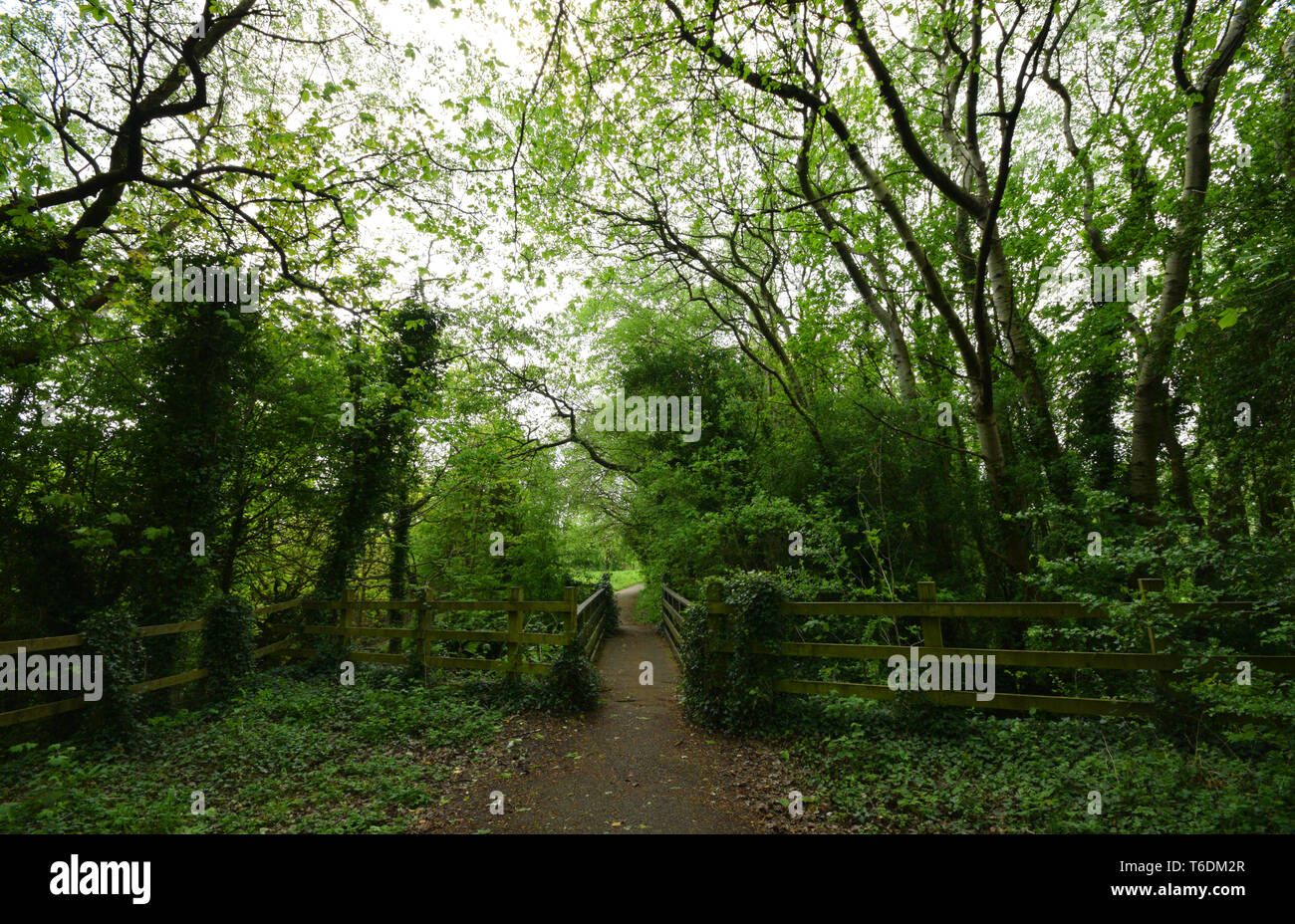 Grünen Wald Stockfoto