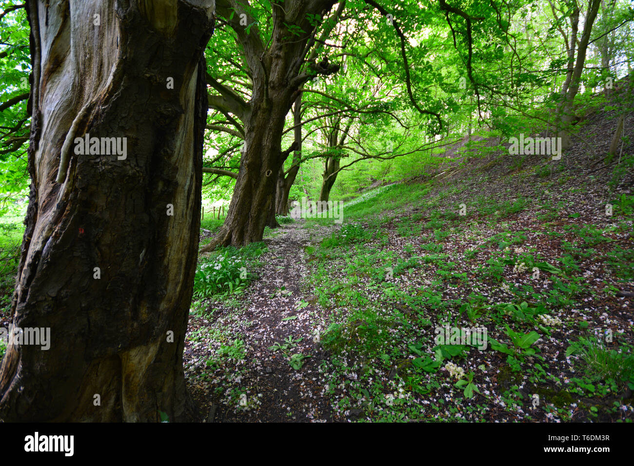 Grünen Wald Stockfoto