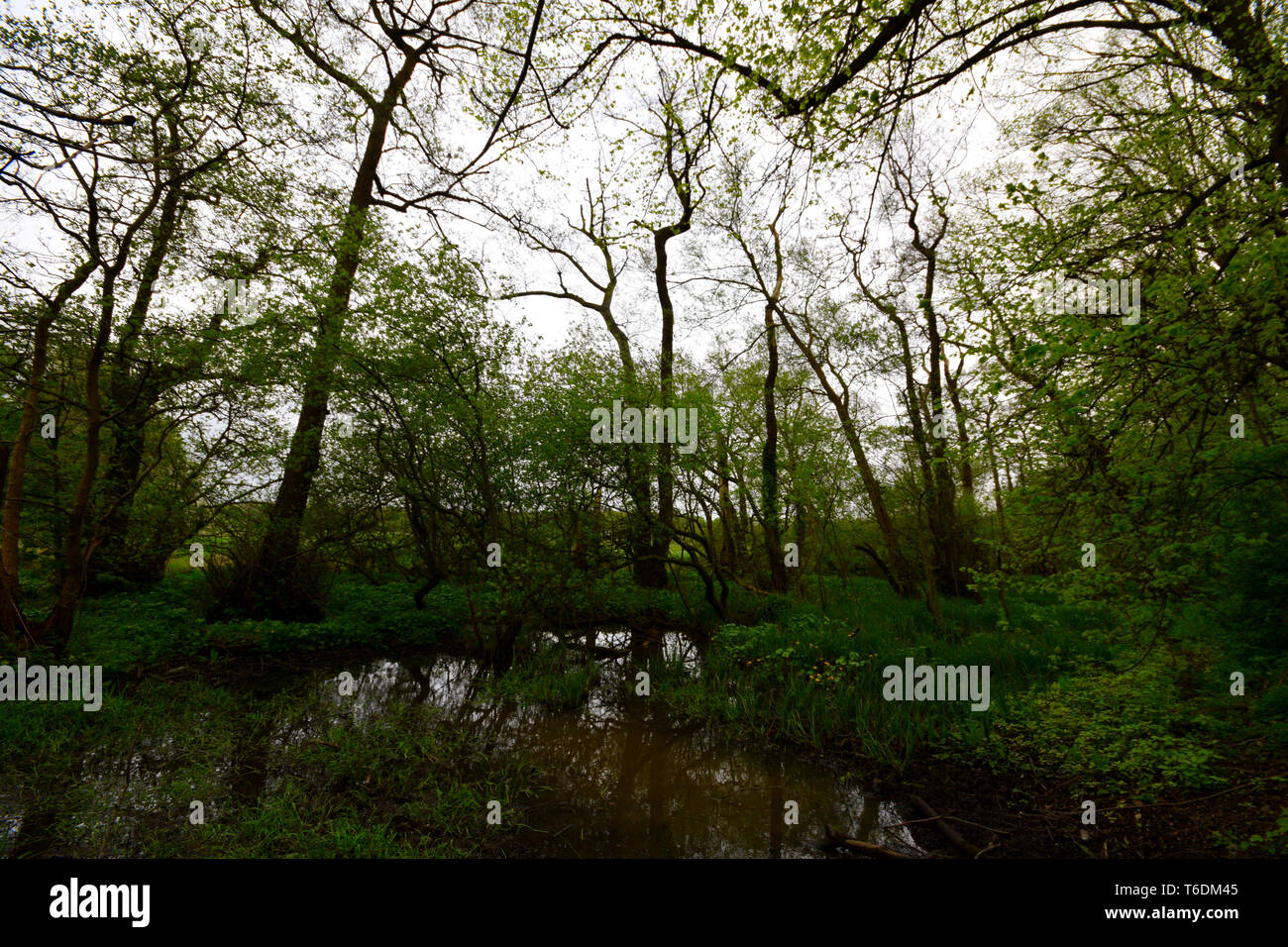 Grünen Wald Stockfoto
