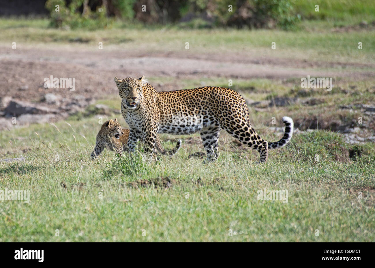 Weibliche Leopard (Panthera pardus) und Cub. Dies ist die Frau als Bild bekannt, in der OLARE Motorogi Conservancy, Kenia am Rand der Masai Mara. Stockfoto
