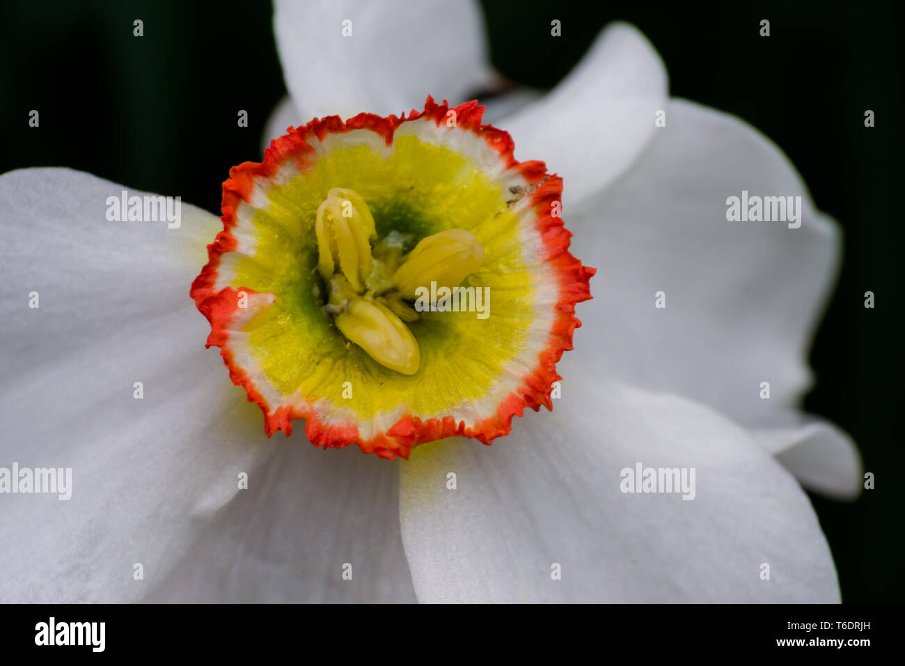 Narzisse Blume Nah- oder fastenzeit Lily Stockfoto