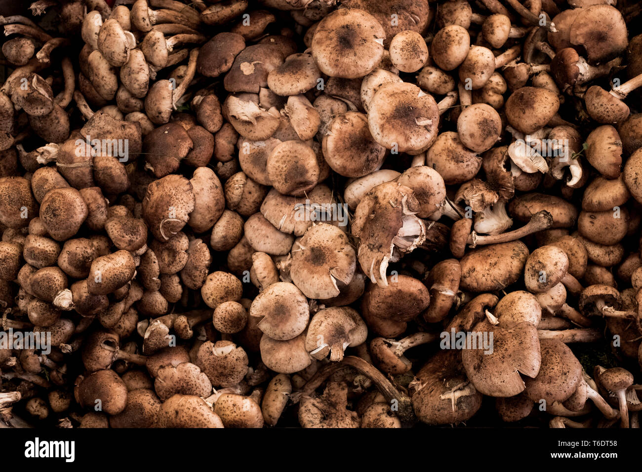 Hohen winkel Nahaufnahme von frischen Pilzen am Marktstand. Stockfoto