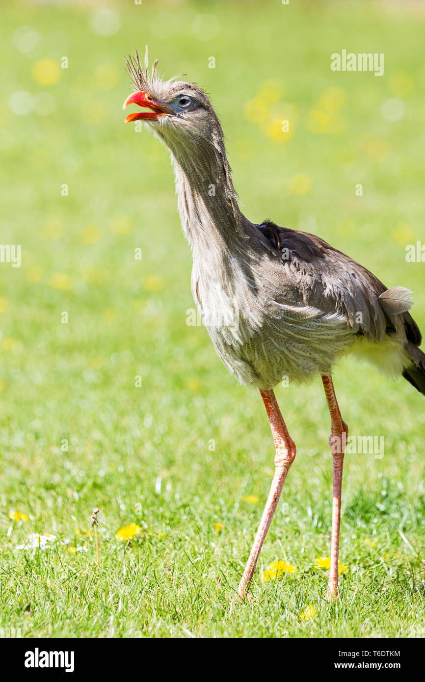 Nahaufnahme eines Red-legged Seriema, wie es seinen Schnabel im Frühjahr 2019 in England gesehen wird geöffnet. Stockfoto