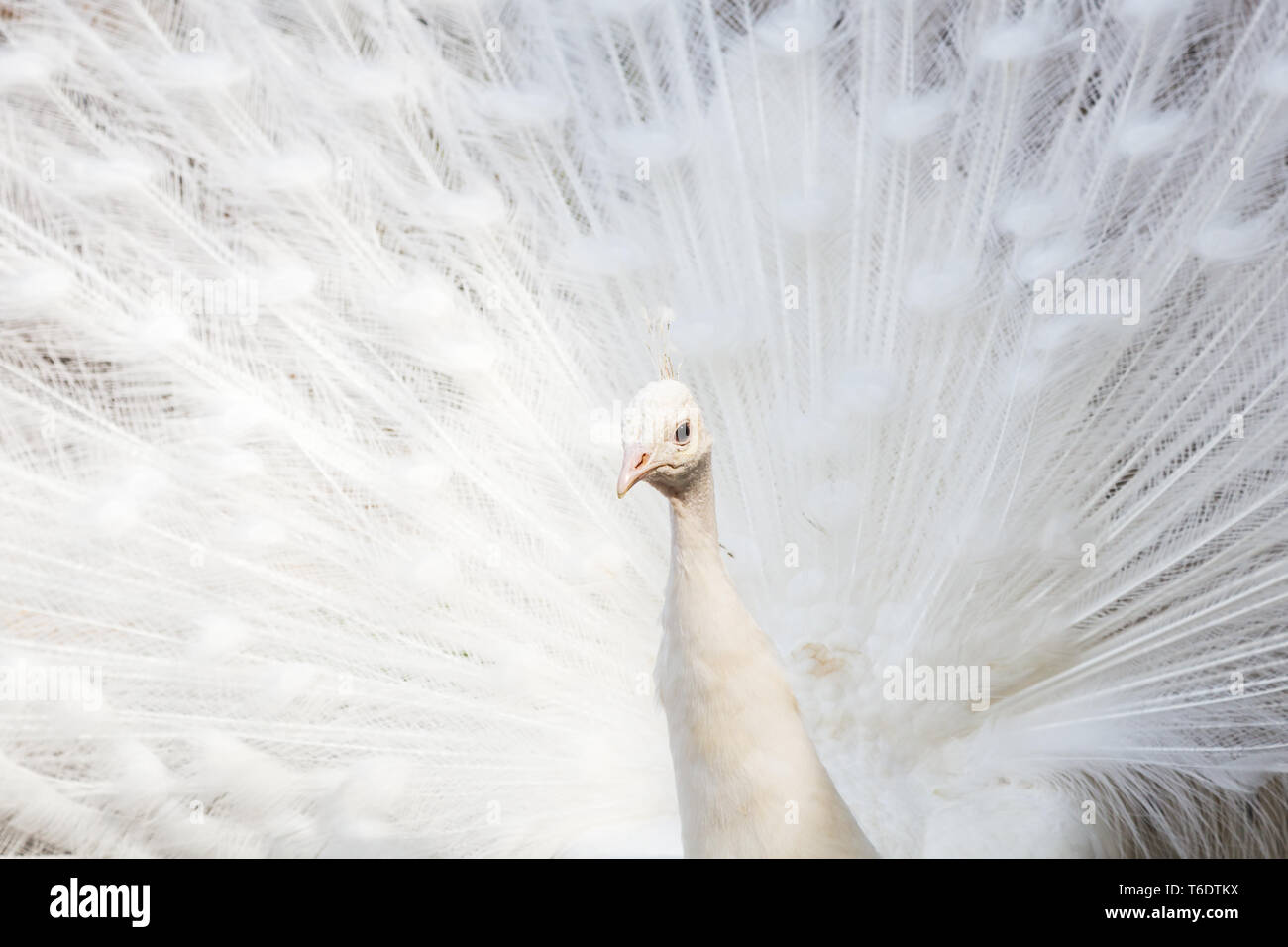 Frame Füllung Bild eines weißen Pfau mit ihren Flügeln, die im Frühjahr 2019 in Norfolk, England gesehen. Stockfoto