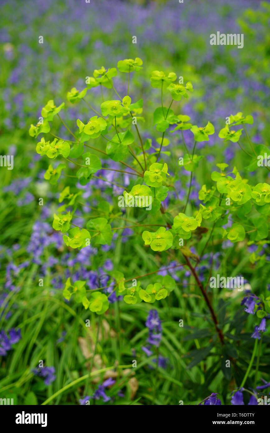 Holz wolfsmilch Euphorbia amygdaloides flowerhead mit unscharfen Bluebells im Hintergrund. Stockfoto