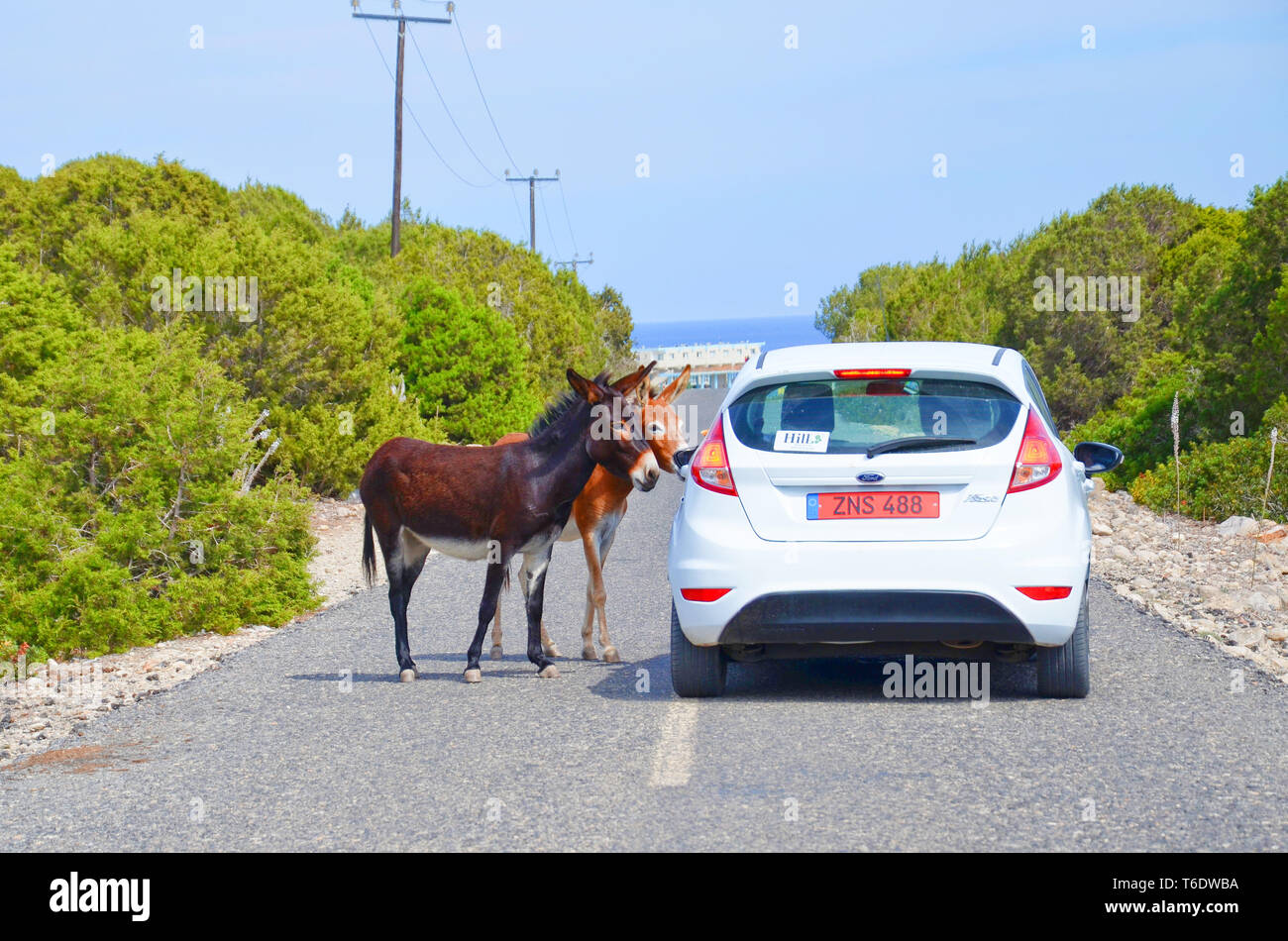 Karpaz Halbinsel, türkischen Nordzypern - Okt 3 2018: Zwei niedliche Esel stehend auf der Landstraße mit dem Auto mit Touristen. Stockfoto