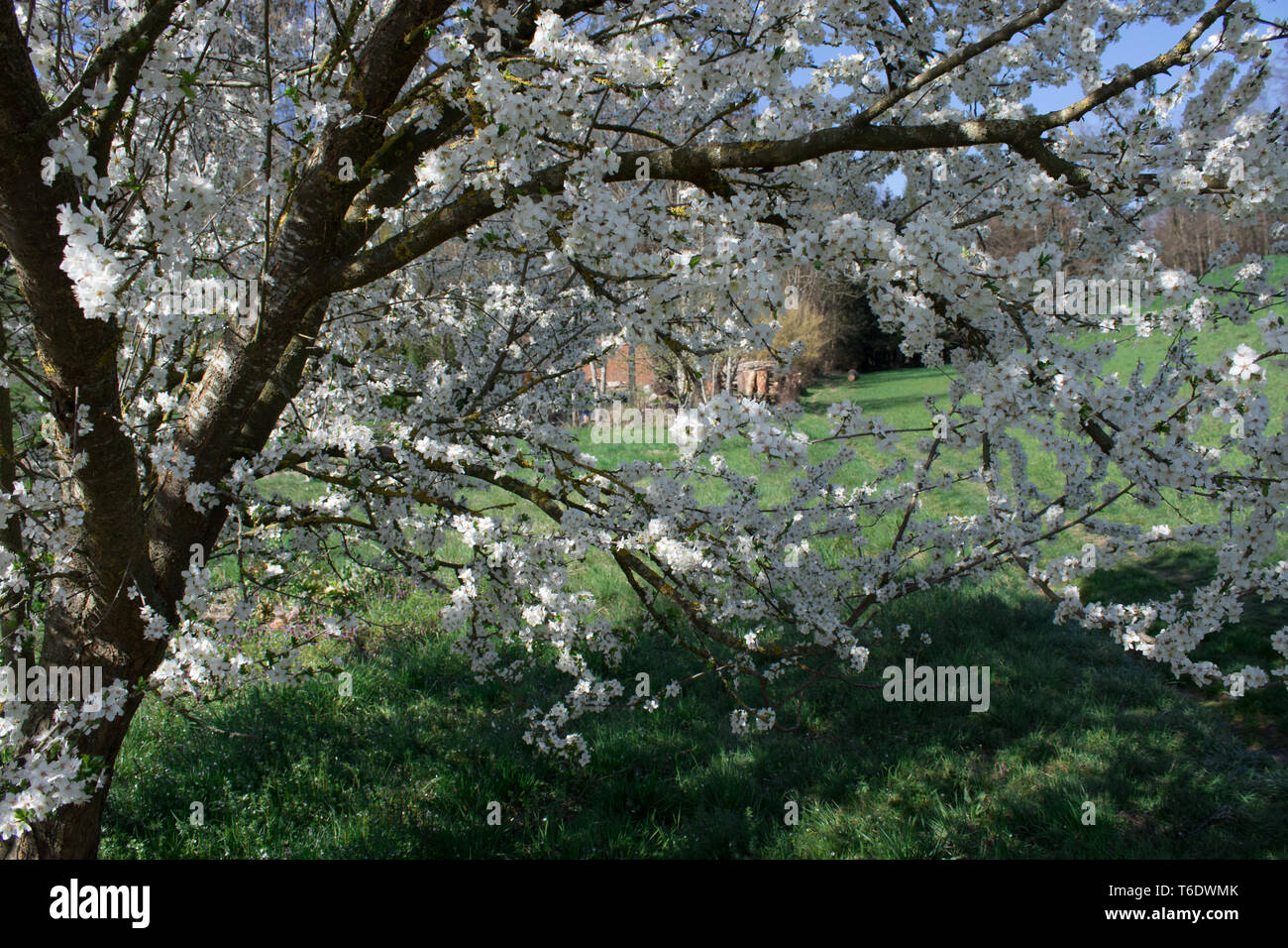 Blick durch Cherry Blossom Stockfoto