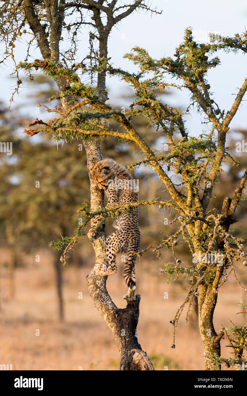 Ein cheetah cub Spielen und Klettern ein kleines Akazie in offenen Scrub, Hochformat, warmes Licht, Ol Pejeta Conservancy, Laikipia, Kenia, Afrika Stockfoto