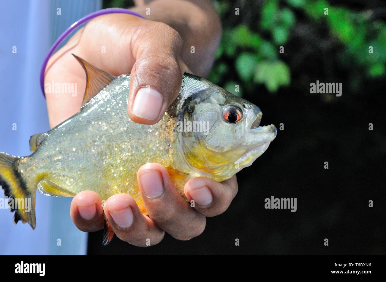 Weißer Piranha im Dschungel von Peru Stockfoto