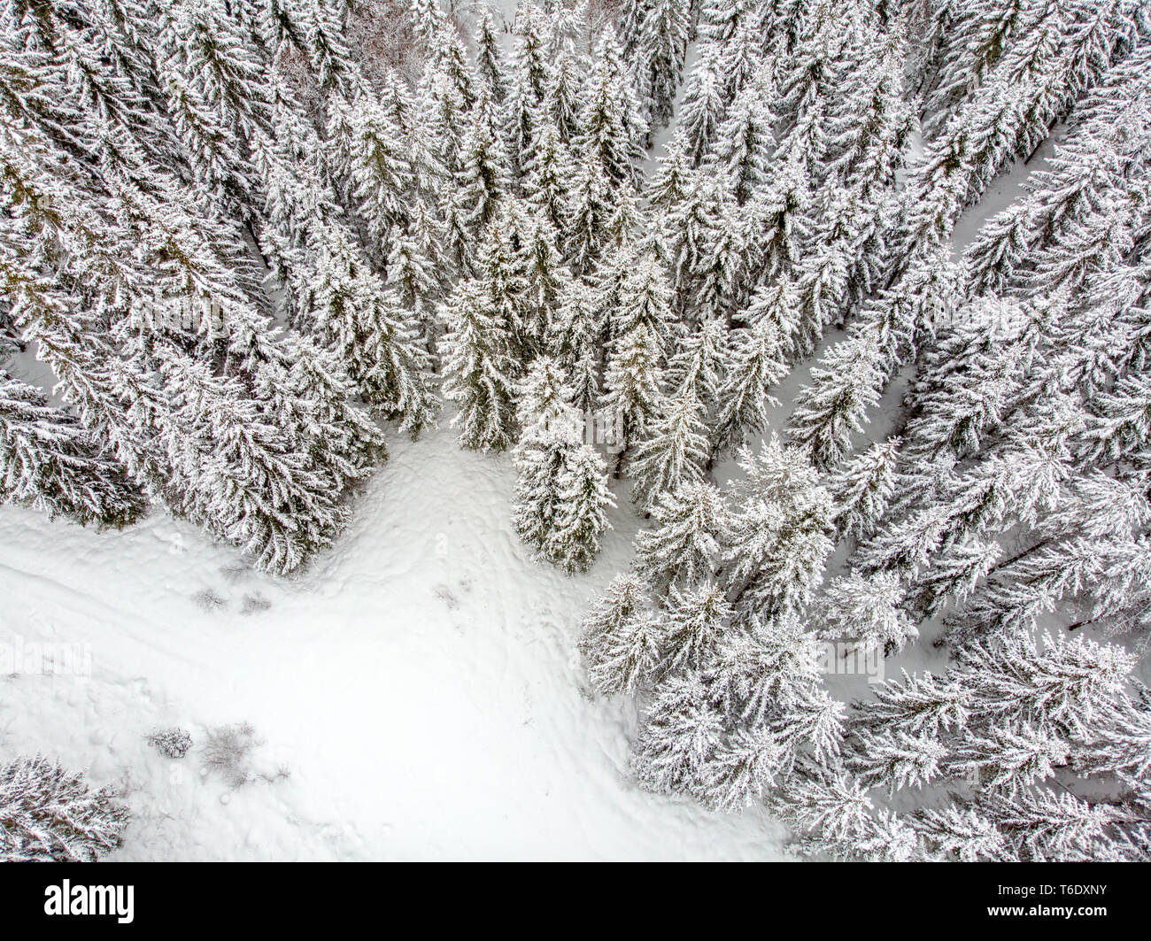 Immergrüne Wald im Winter Stockfoto