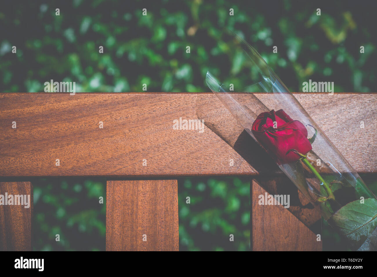 Single Trauerfall Rose Stockfoto
