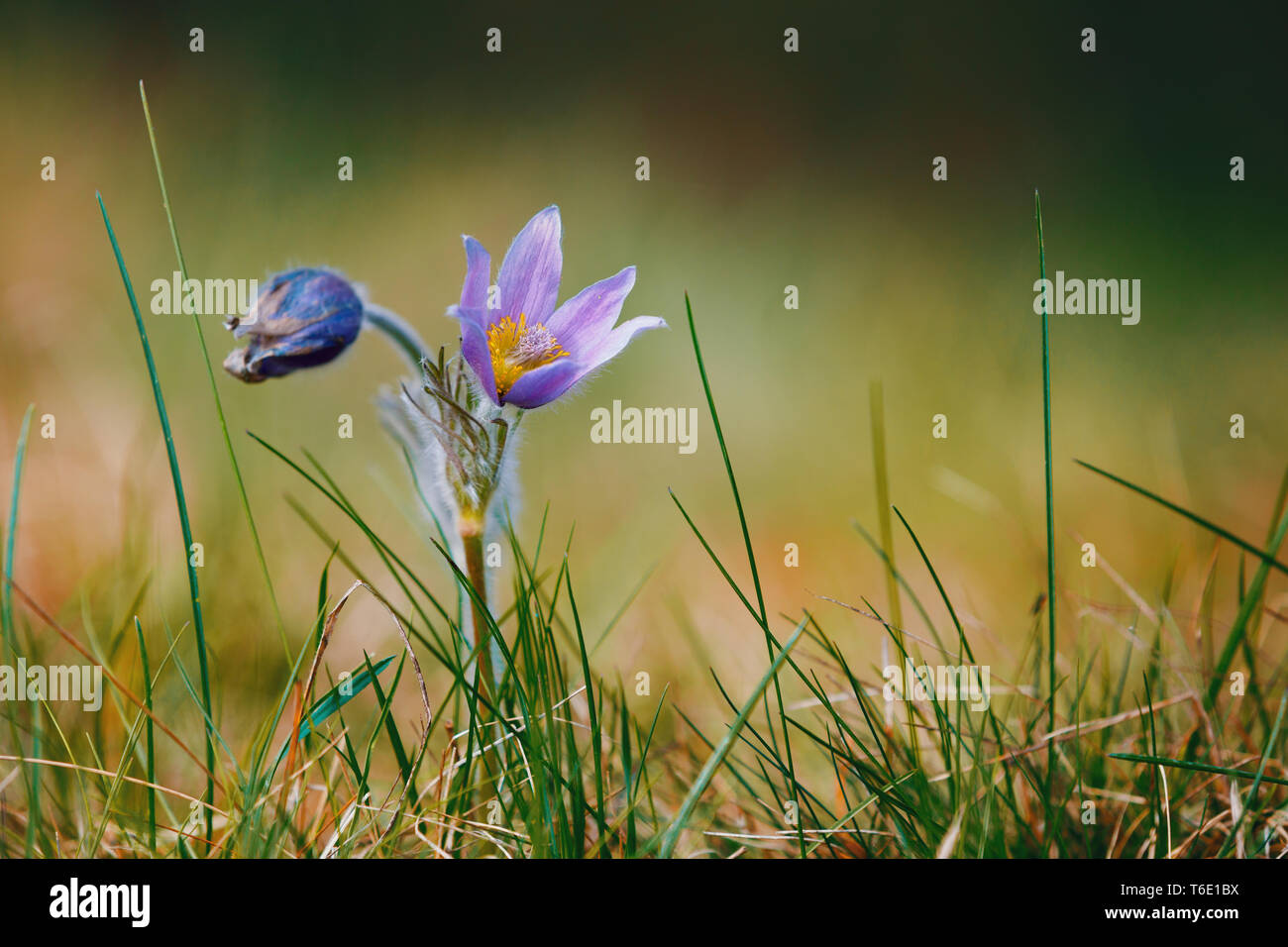 Spring Flower Pulsatilla pratensis (kleine Pasque flower) Stockfoto