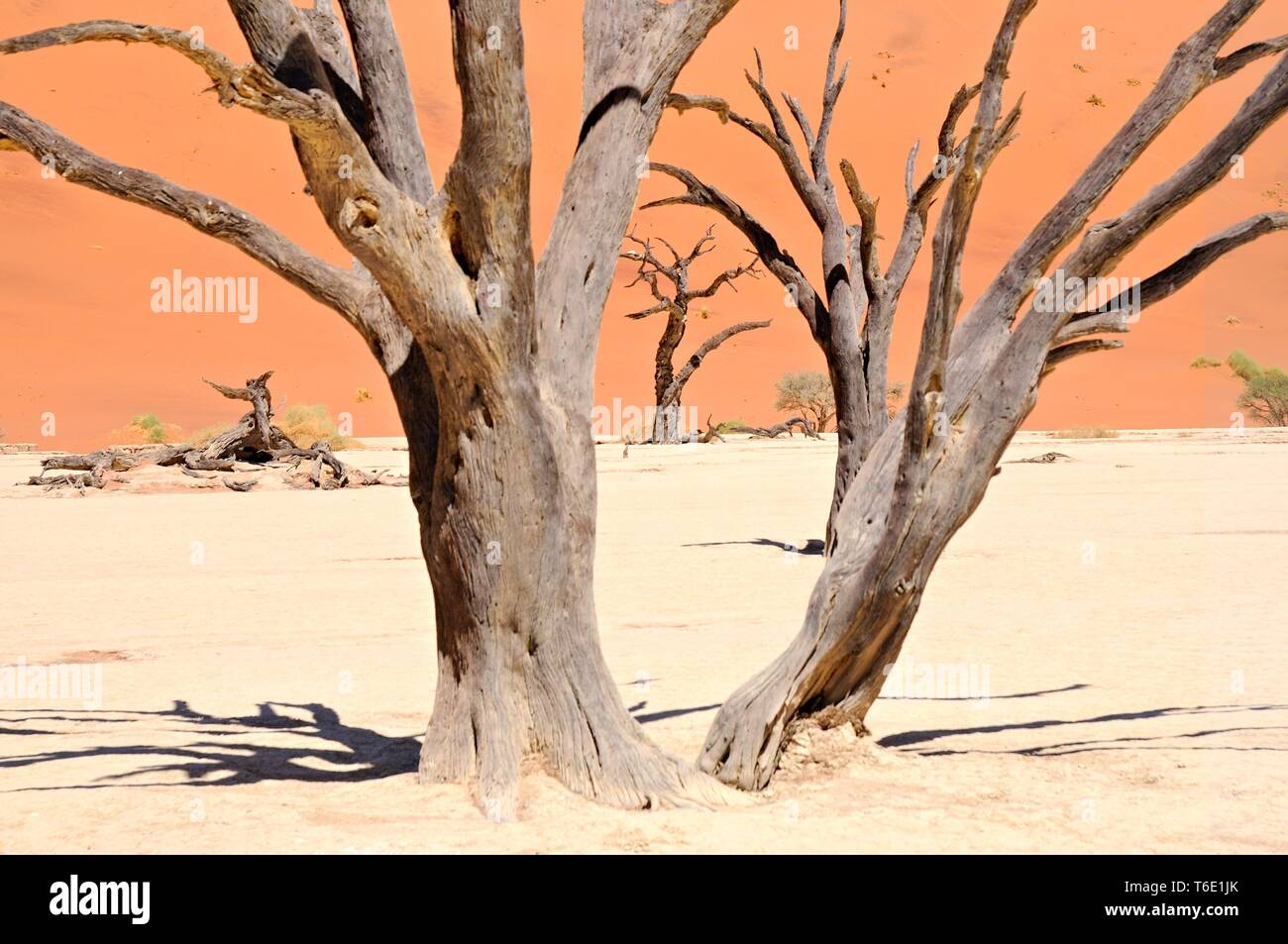 Im Fokus der toten Bäumen Deadvlei Namib Namibia Stockfoto