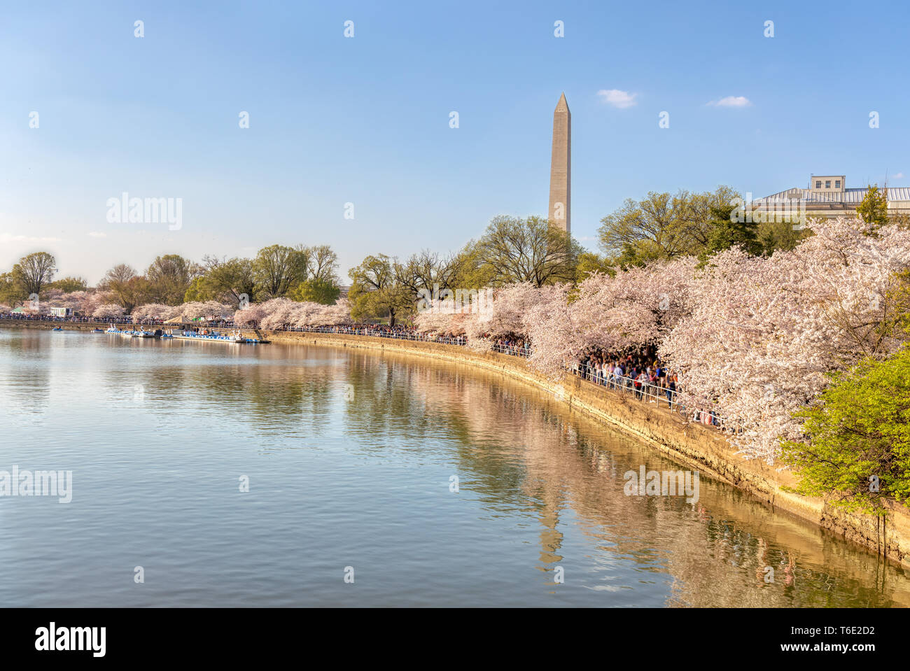Zehntausende von Touristen drängen sich das Tidal Basin in Washington DC zu sehen Kirschblüten Stockfoto