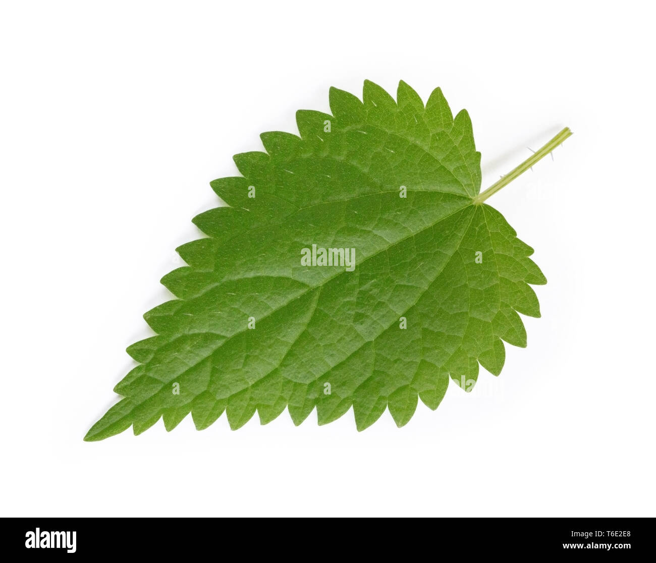 Brennessel Blatt, Urtica dioica. Pflanzliche Heilmittel. Stockfoto