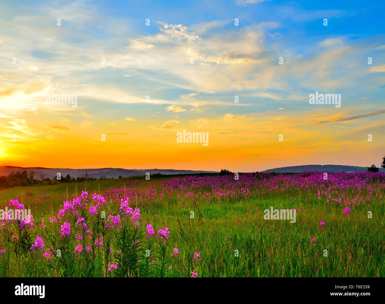 Golden Sunset über blühende Sommerwiese mit blühenden Rosa fireweed Blumen bedeckt. Malerische Sommer Landschaft - die Schönheit der Natur Konzept Stockfoto