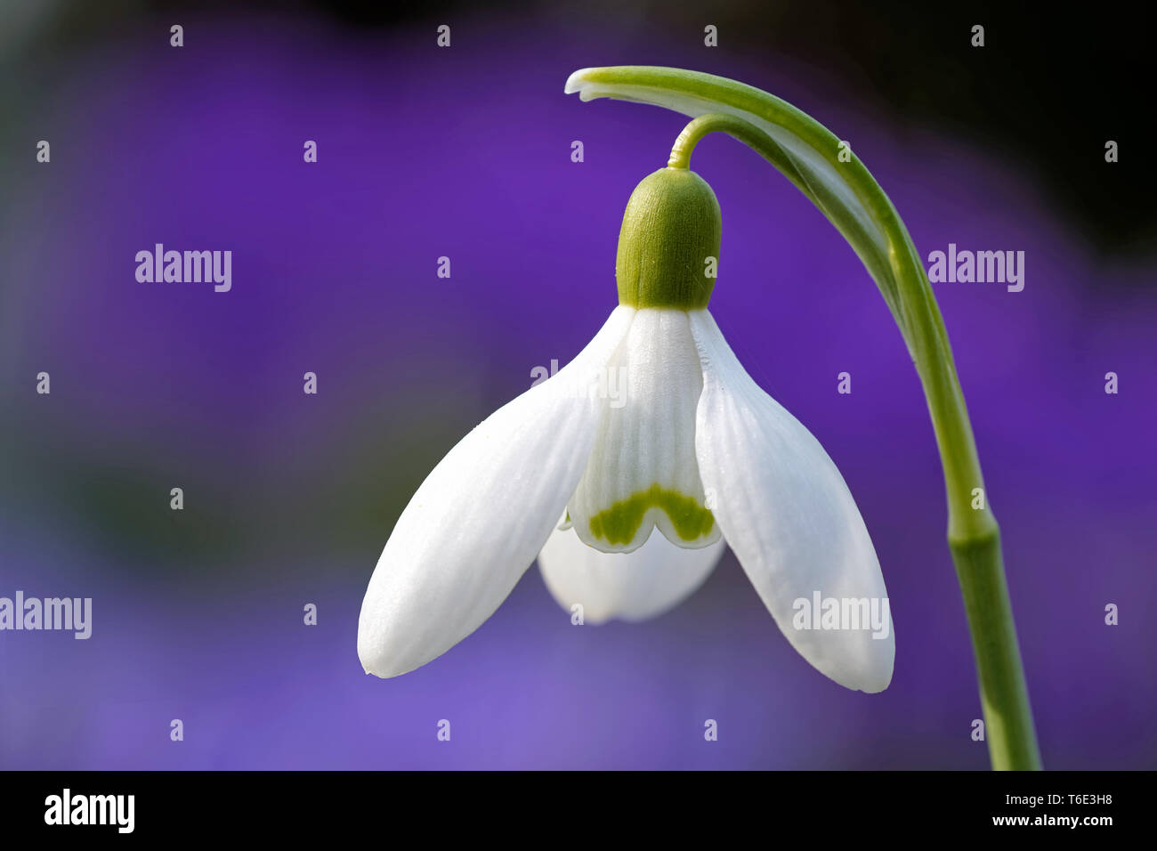 Schnee-Tropfen Stockfoto