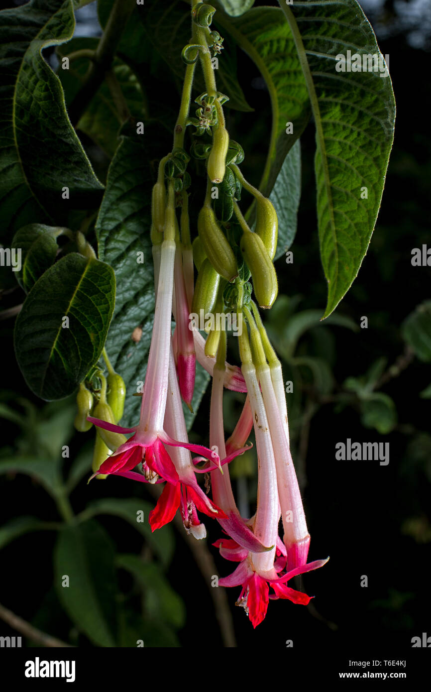 Fuchsia boliviana closeup Stockfoto