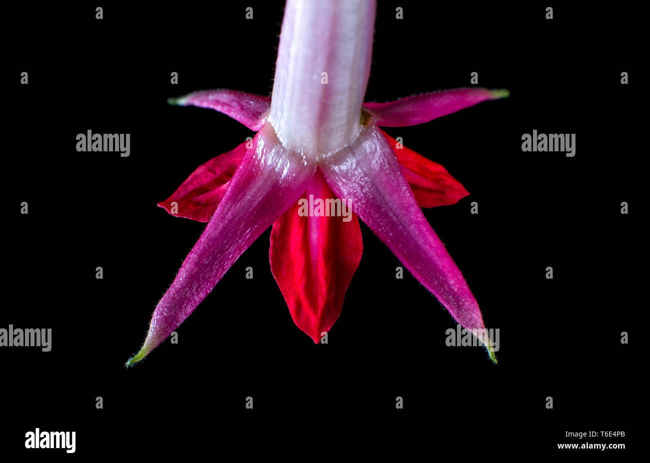 Fuchsia boliviana closeup Stockfoto